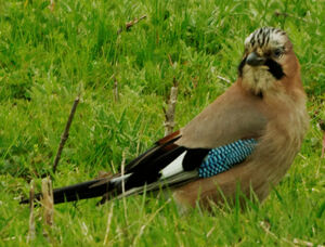 Eurasian Jay 
&copy; Anne et Gabriel Leboff