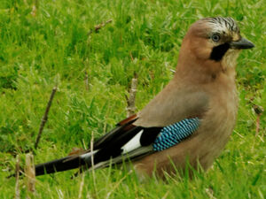 Eurasian Jay 
&copy; Anne et Gabriel Leboff