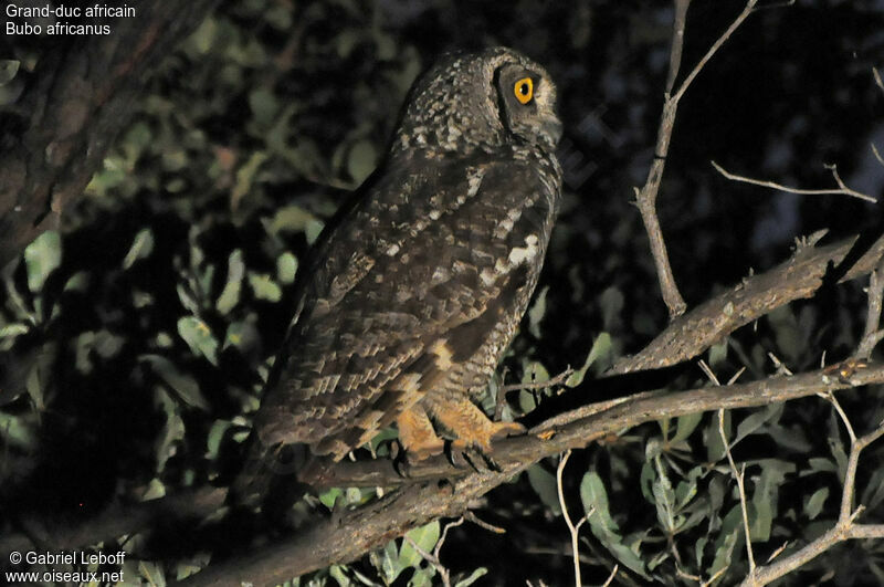 Spotted Eagle-Owlimmature