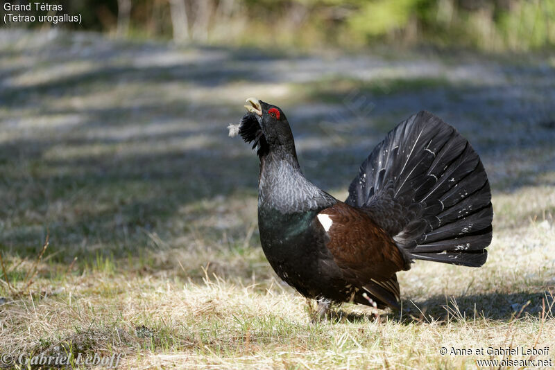 Western Capercaillie male adult breeding, identification