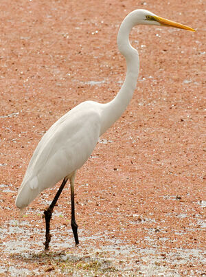 Great Egret