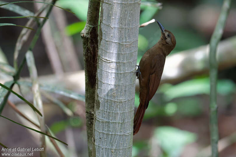 Plain-brown Woodcreeper, habitat, pigmentation