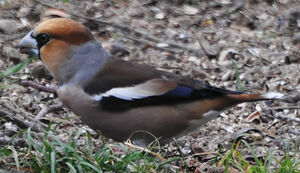 Hawfinch