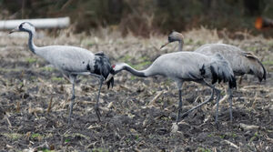 Common Crane 
&copy; Anne et Gabriel Leboff
