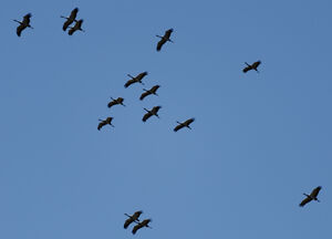 Grue demoiselle
