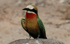 White-fronted Bee-eater