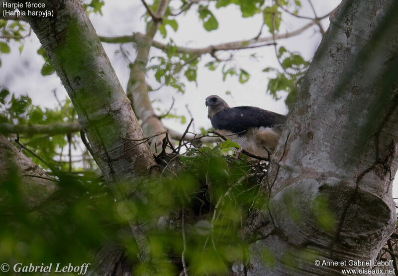 Harpy Eagle female, Reproduction-nesting
