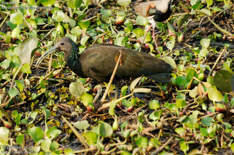 Green Ibis
