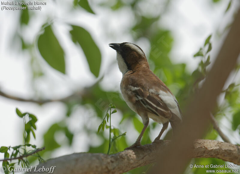 White-browed Sparrow-Weaverimmature