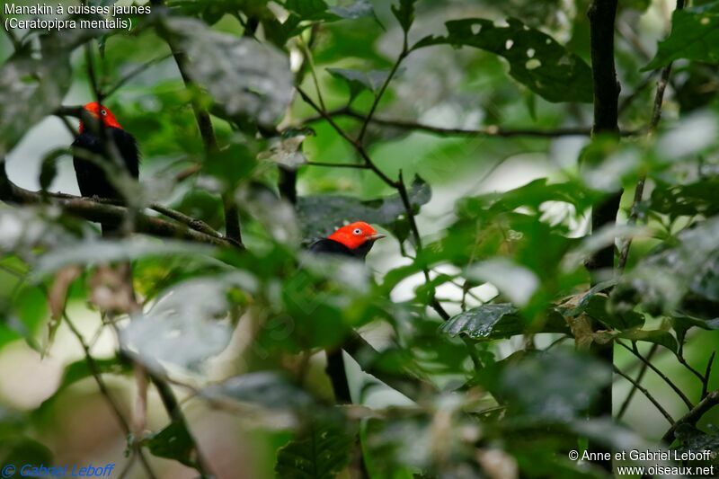 Red-capped Manakin male, habitat