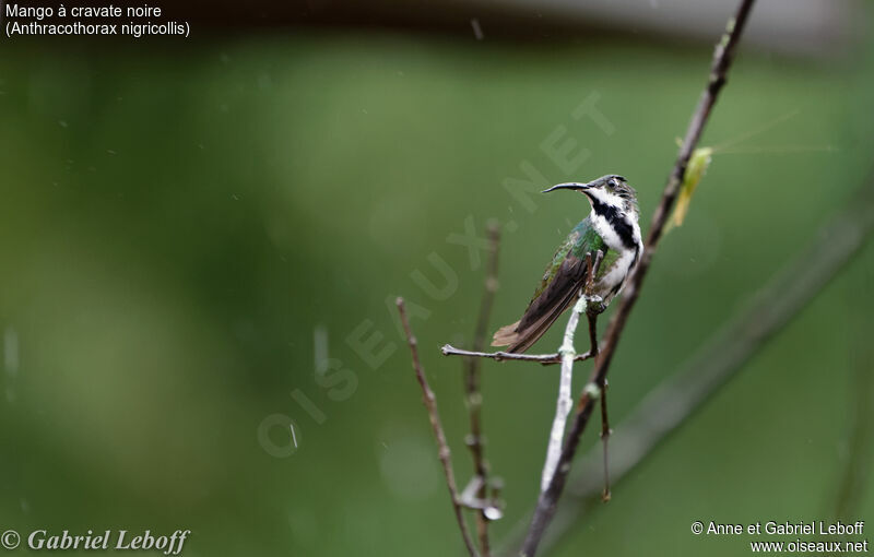 Black-throated Mango female adult