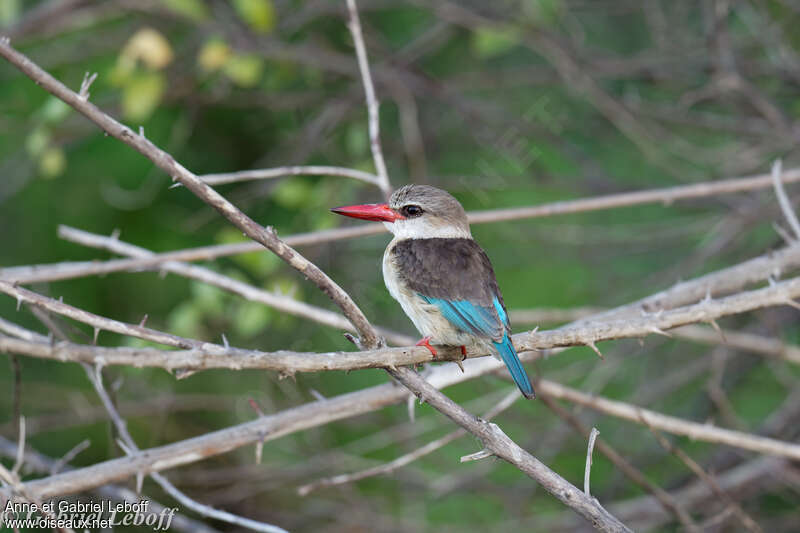 Brown-hooded Kingfisher female adult, identification