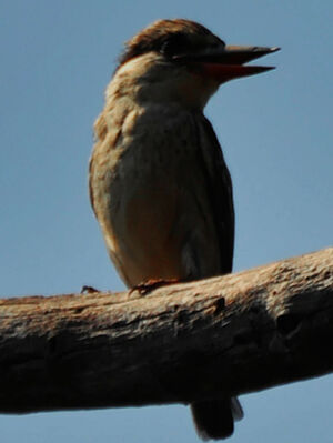 Striped Kingfisher