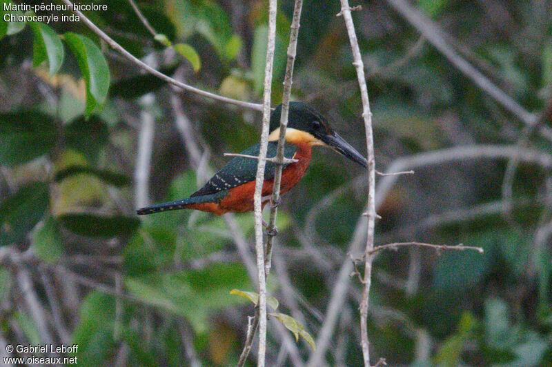 Green-and-rufous Kingfisher male