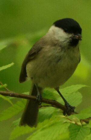 Marsh Tit