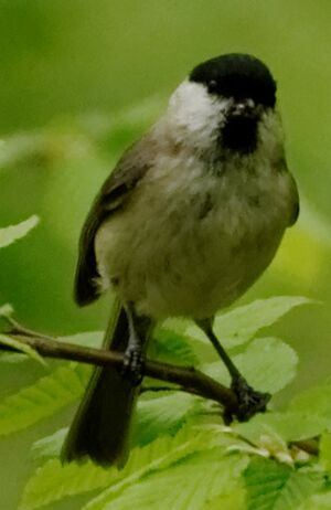 Marsh Tit