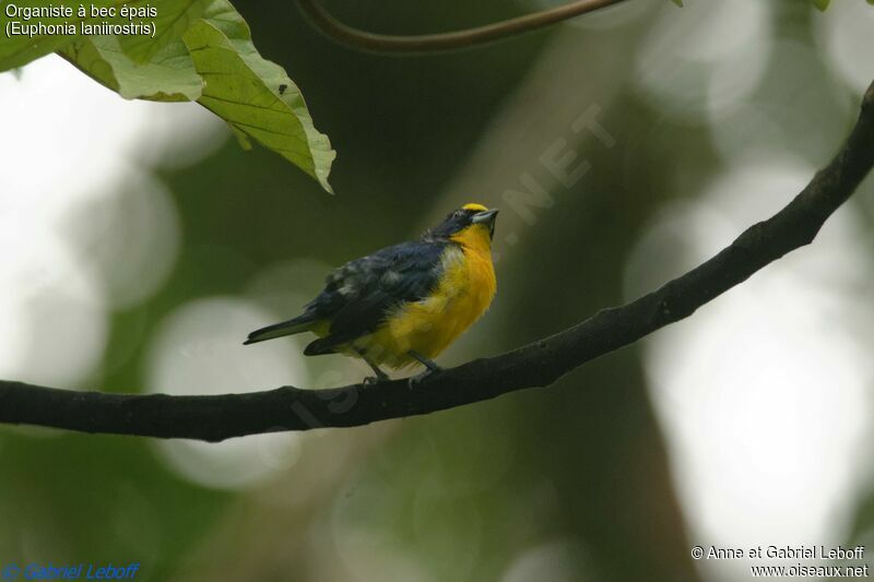 Thick-billed Euphonia male First year