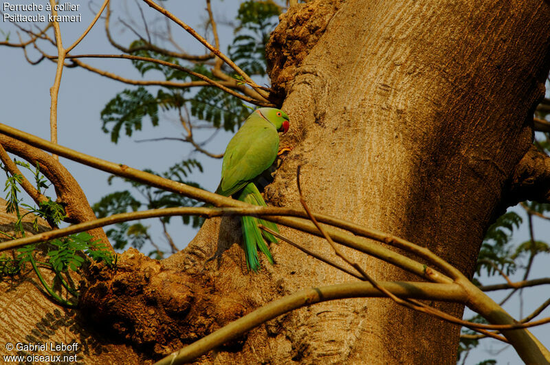 Rose-ringed Parakeet male