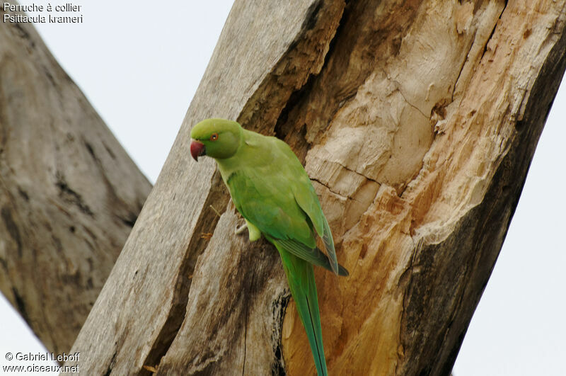 Rose-ringed Parakeet female