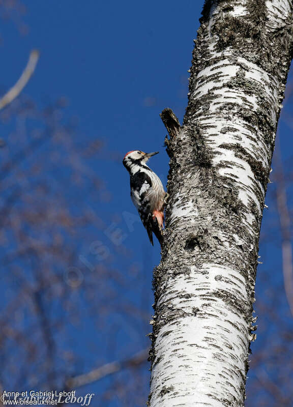 White-backed Woodpecker male adult breeding, identification