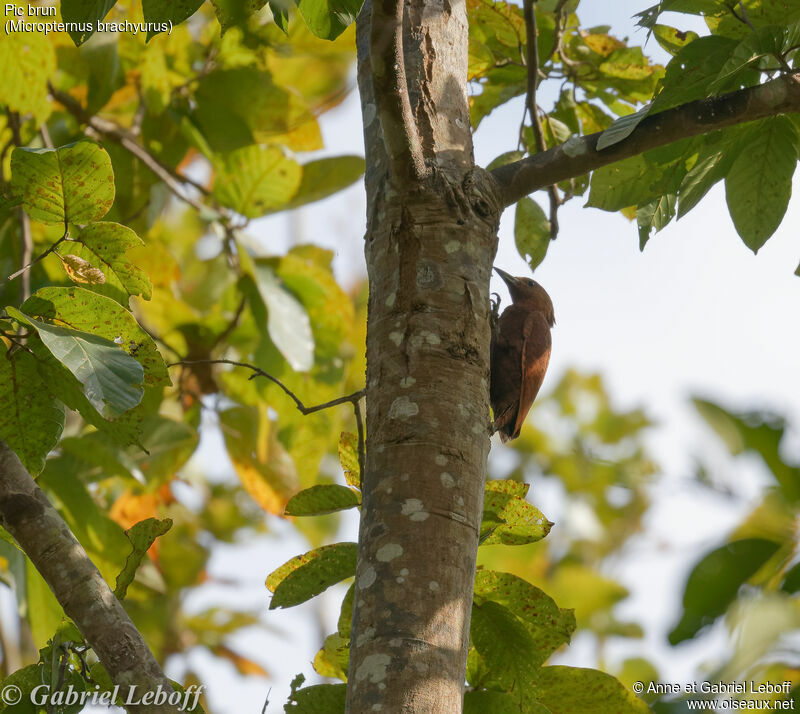 Rufous Woodpecker female