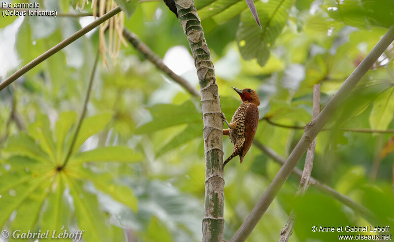 Cinnamon Woodpecker male