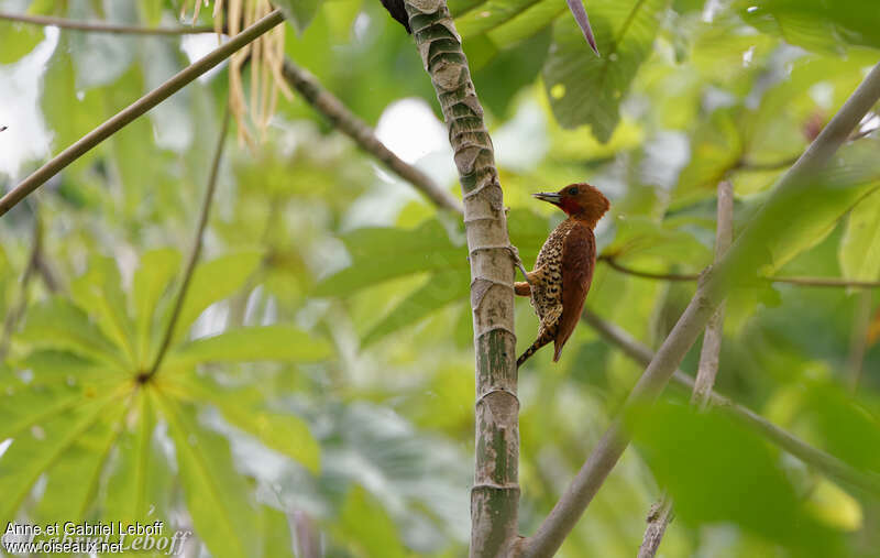 Cinnamon Woodpecker male adult, habitat, pigmentation, Behaviour