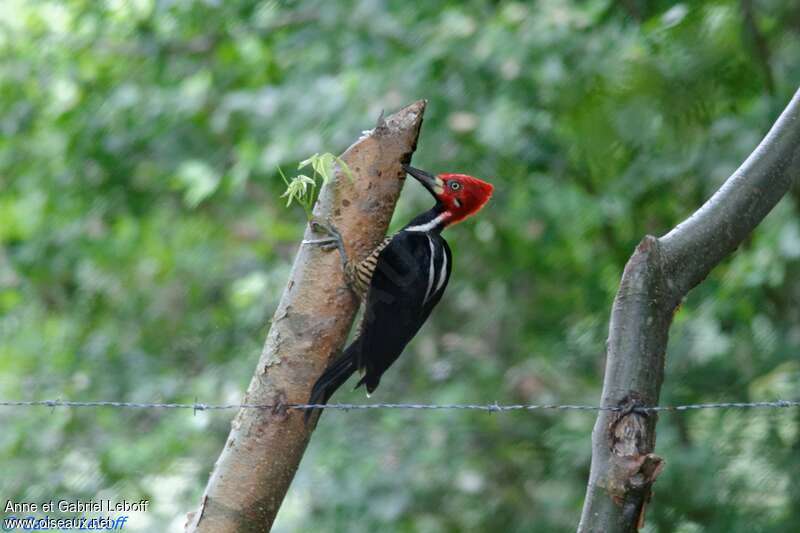 Crimson-crested Woodpecker male adult, identification