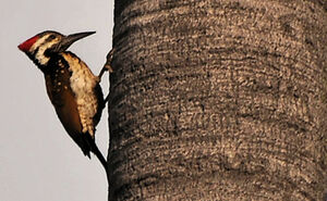 Black-rumped Flameback