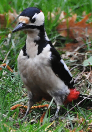 Great Spotted Woodpecker 
&copy; Anne et Gabriel Leboff