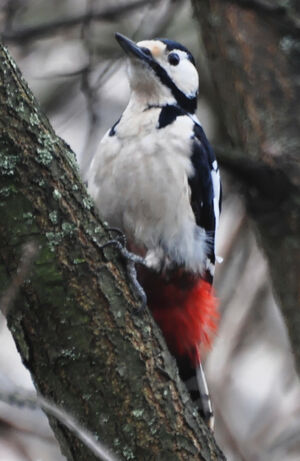 Great Spotted Woodpecker 
&copy; Anne et Gabriel Leboff