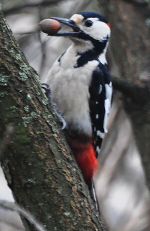 Great Spotted Woodpecker 
&copy; Anne et Gabriel Leboff