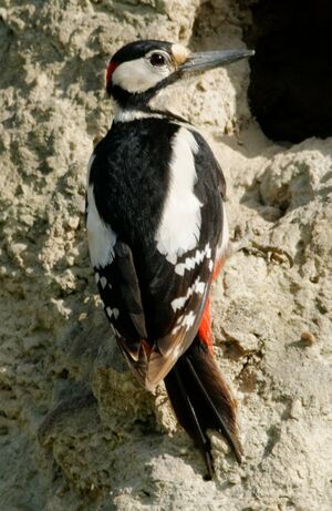 Great Spotted Woodpecker 
&copy; Anne et Gabriel Leboff