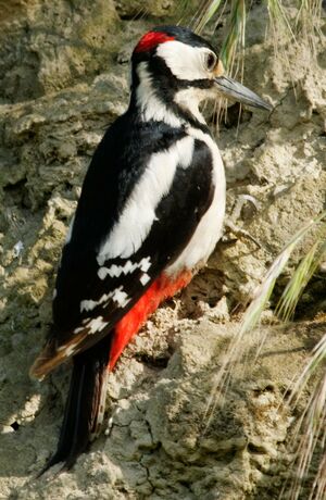 Great Spotted Woodpecker 
&copy; Anne et Gabriel Leboff