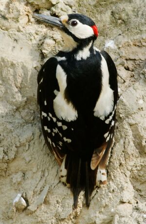 Great Spotted Woodpecker 
&copy; Anne et Gabriel Leboff