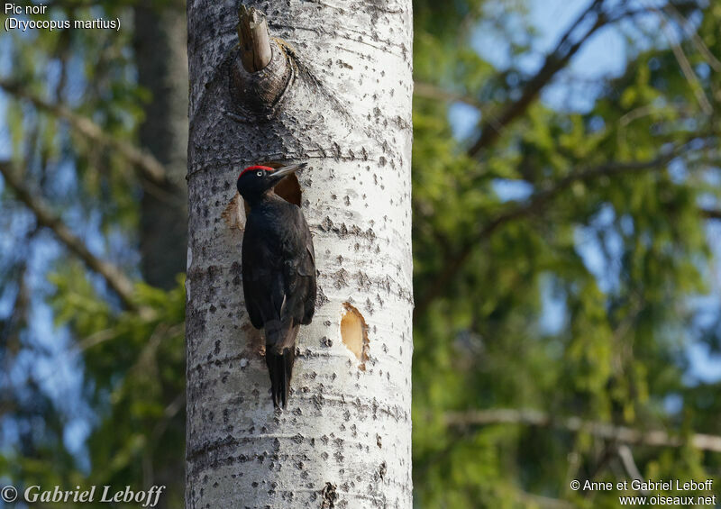 Black Woodpecker male
