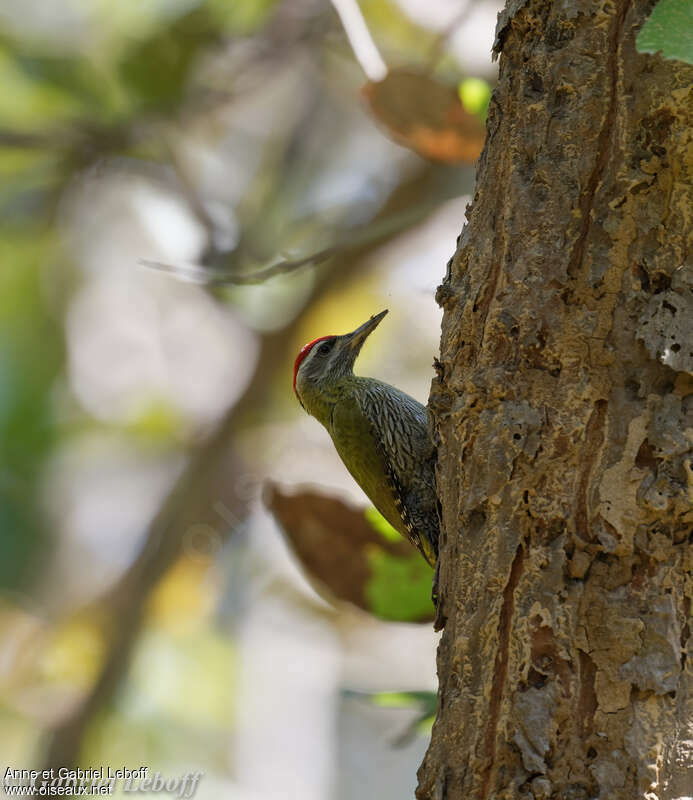 Streak-throated Woodpecker male, identification