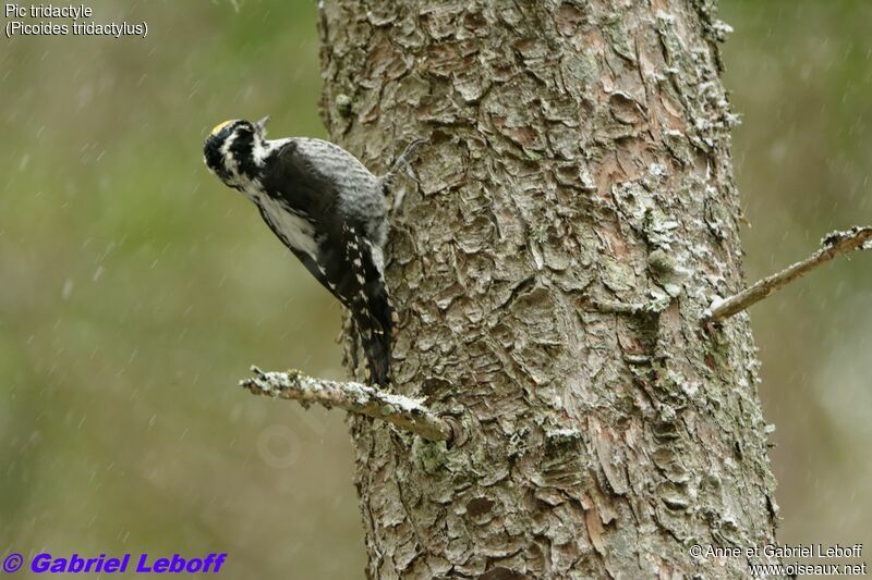 Eurasian Three-toed Woodpecker male adult