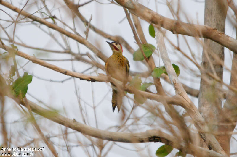 Green-barred Woodpecker male adult, identification