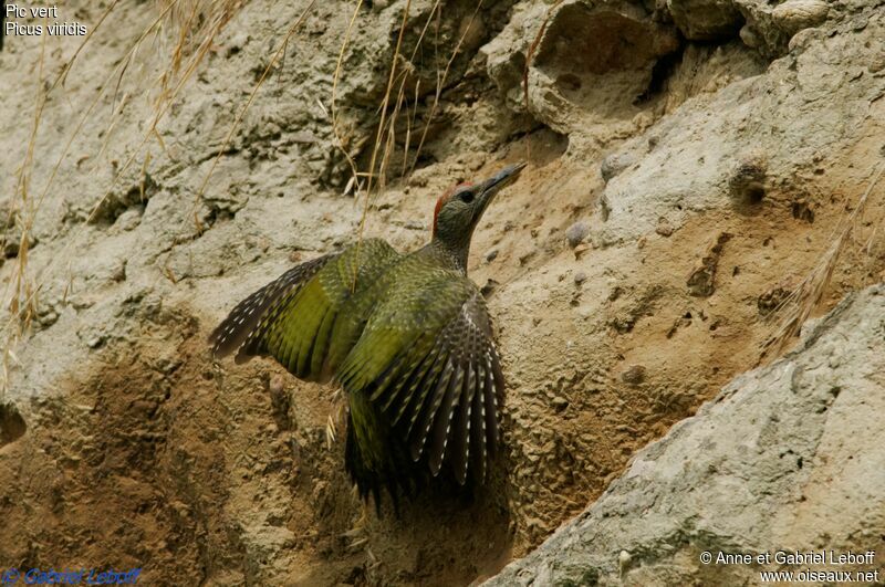 European Green Woodpecker male immature
