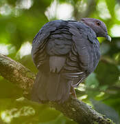 Sri Lanka Wood Pigeon
