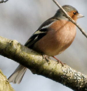 Common Chaffinch 
&copy; Anne et Gabriel Leboff