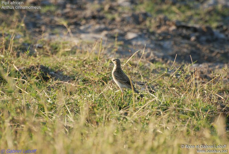 Pipit africain