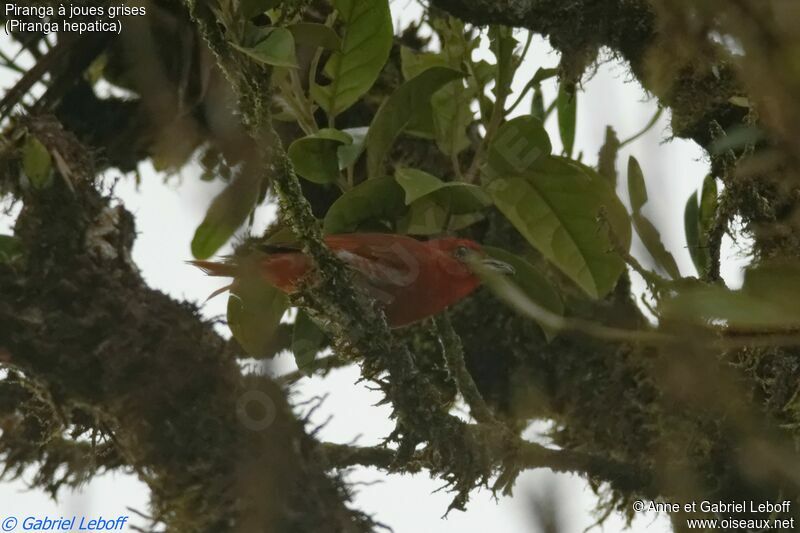 Hepatic Tanager male adult