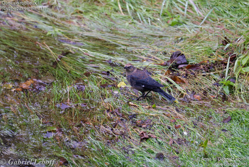 Rusty Blackbird male
