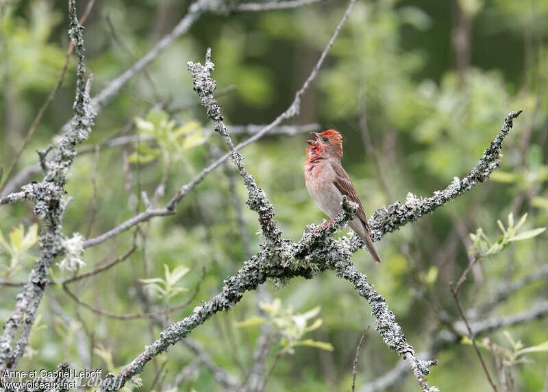 Common Rosefinch male adult breeding, pigmentation, song