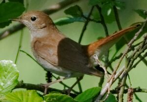 Common Nightingale 
&copy; Anne et Gabriel Leboff