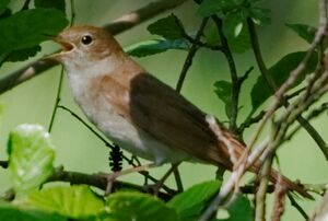 Common Nightingale 
&copy; Anne et Gabriel Leboff