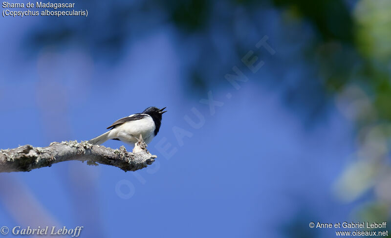 Madagascar Magpie-Robin, song