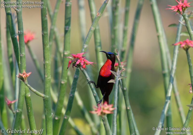 Scarlet-chested Sunbird male